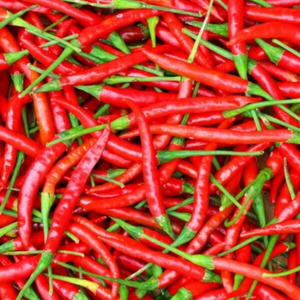 Fresh Red Chilli